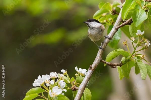 Obraz Willow Tit, Poecile montanus, in pear tree, Dumfries & Galloway, Scotland