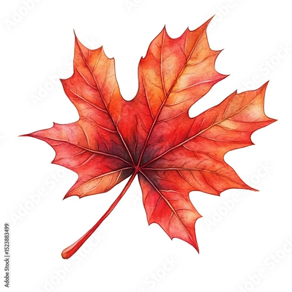 Obraz Autumn maple leaf with vibrant red and orange colors