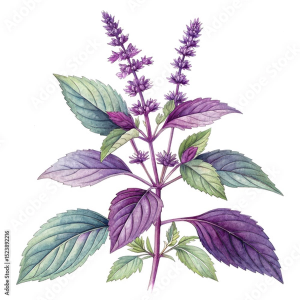 Obraz Botanical illustration of purple basil plant with transparent background design element
