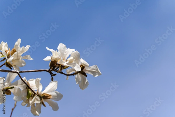 Obraz Blooming white magnolia tree in the spring park