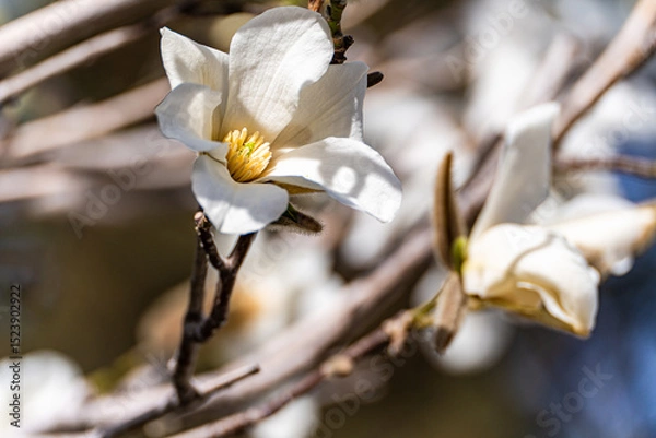 Obraz Blooming white magnolia tree in the spring park