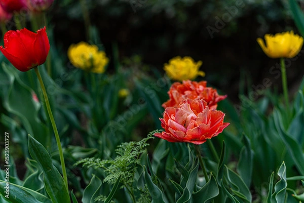 Obraz Brightly coloured tulip flowers in the spring garden