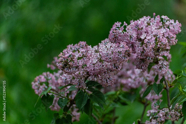 Obraz Blooming lilac bush in the spring garden