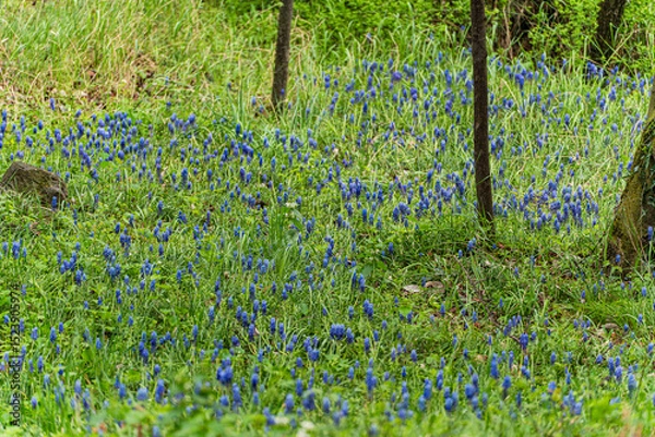 Obraz Bright blue wild grape hyacinth flowers in the spring wood