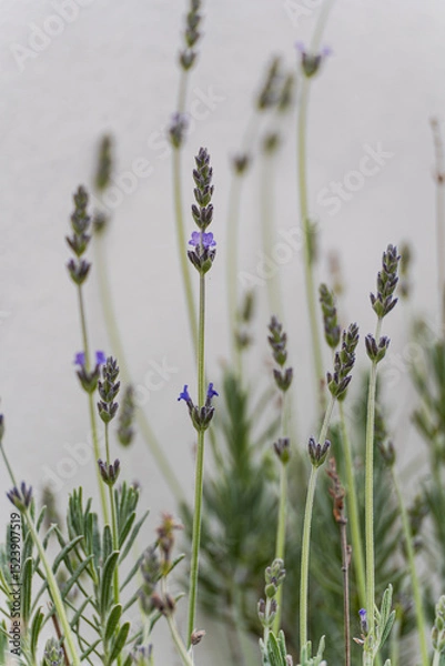 Obraz Close up of lavender flower in the garden