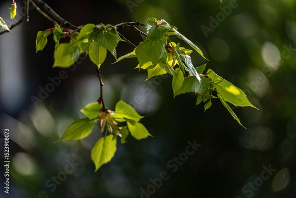Obraz New leaves on the tree in early spring