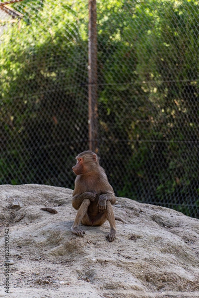Obraz Sad bonnet macaque in the zoo garden