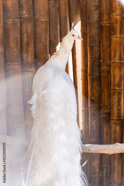 Obraz White peacock bird in the park