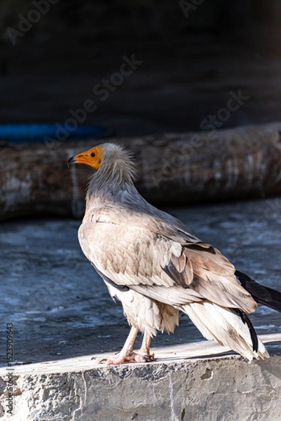 Obraz Cute Egyptian vulture fowl in the zoo