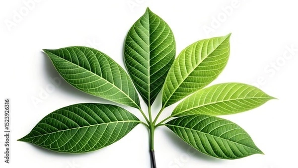 Fototapeta Sleek High-Contrast Leaf Cluster Representing Growth