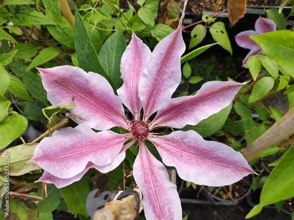 Obraz Clematis 'Nelly Moser'