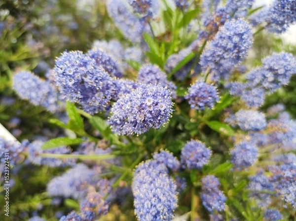 Obraz Ceanothus 'Concha'