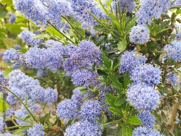 Obraz Ceanothus 'Concha'