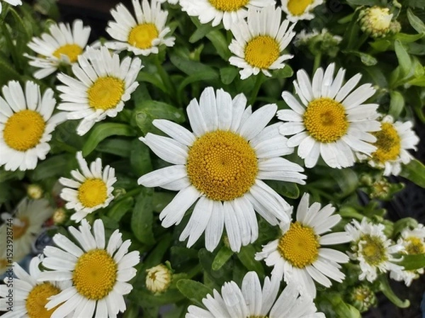 Obraz Leucanthemum x superbum 'Snow Lady'