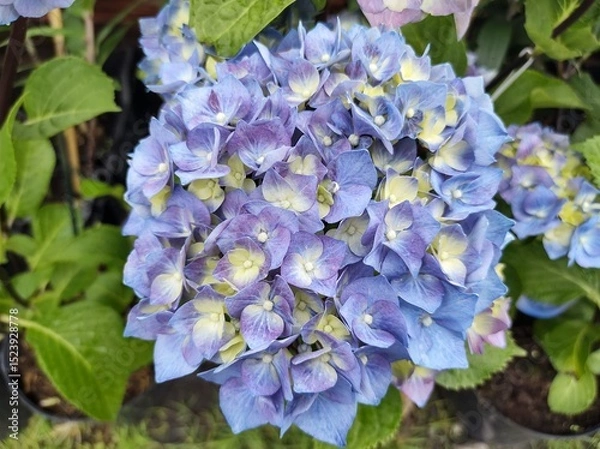 Obraz Hydrangea macrophylla 'Black Steel Blue Ball'