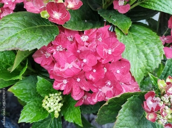 Obraz Hydrangea macrophylla 'Red Reggae'