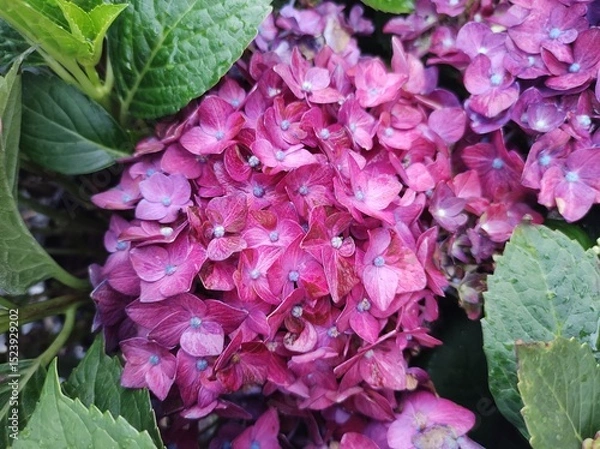 Obraz Hydrangea macrophylla 'Deep Purple Dance'