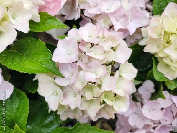 Obraz Hydrangea macrophylla 'Soft Pink Salsa'