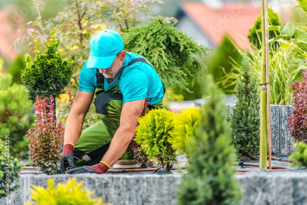Fototapeta Gardener Tending to Plants in a Landscaped Garden During Sunny Afternoon Hours