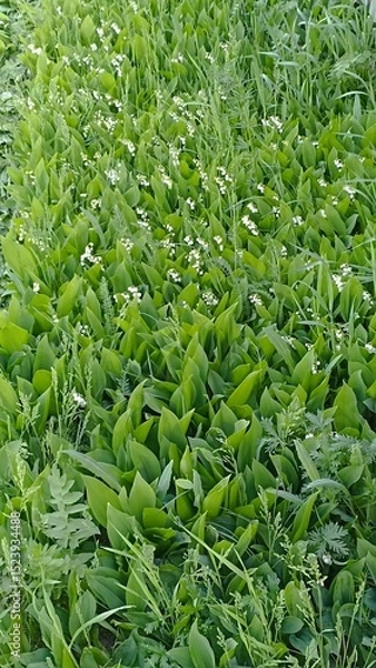 Fototapeta Lush Green Carpet of Lily of the Valley Flowers in a Meadow, Springtime Floral Abundance