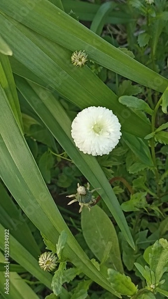 Fototapeta Delicate White Pompon Flower Amidst Verdant Foliage in a Serene Garden Setting, Close-Up View