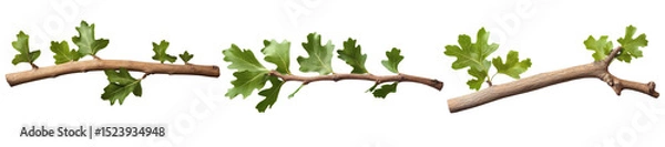 Obraz gooseberry branches with leaves isolated on white background