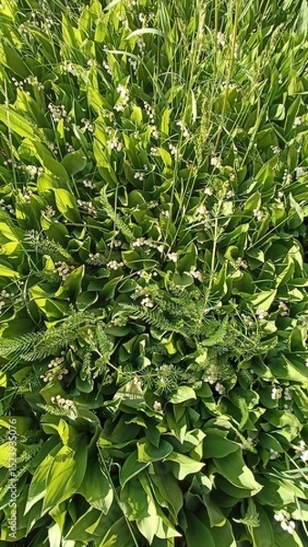 Fototapeta Lily of the Valley Blooms A Carpet of Delicate White Flowers in a Lush Green Meadow.