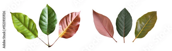 Obraz autumnal leaves composition, isolated on white background.