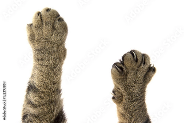 Obraz cat paws on a white background