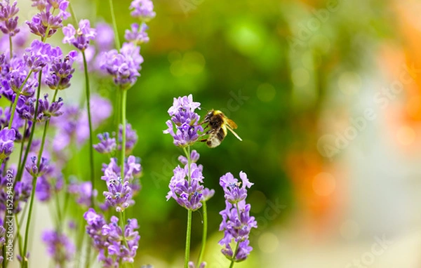 Fototapeta Bee picks honey from lavender flowers. Lavender field flower macro photo with shallow depth of field.