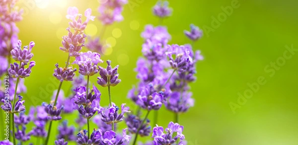 Fototapeta Lavender flowers macro photo with shallow depth of field. Copyspace, place for text on green blurry background.