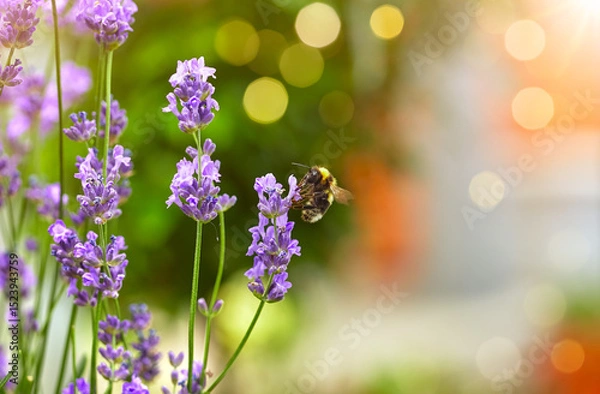 Fototapeta Bee picks honey from lavender flowers. Lavender field flower macro photo with shallow depth of field.