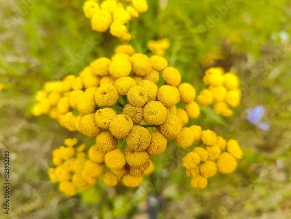 Obraz wrotycz, tansy