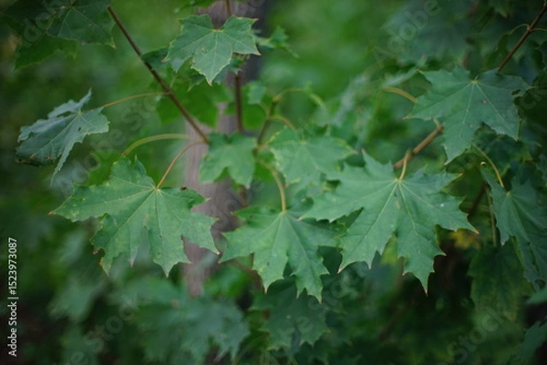 Obraz maple tree with green leaves grow in the forest