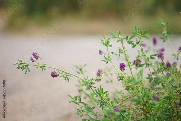 Obraz Violet clover plant grows by the road.