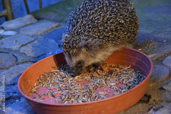Fototapeta Igel