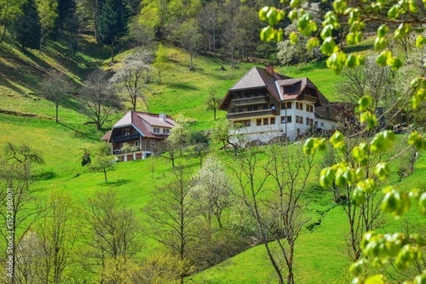 Obraz Schwarzwaldbauernhof am Zweriberg bei Wildgutach am oberen Hang eines grünen Wiesentälchens im Frühling