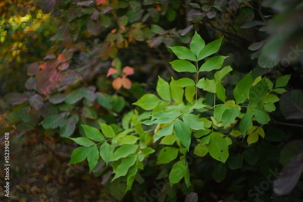 Obraz green leaves in the forest