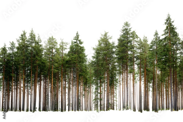 Fototapeta Dense evergreen pine forest trees tall coniferous woods nature background woodland scenery lush green canopy tranquil serene peaceful environment natural on transparent background