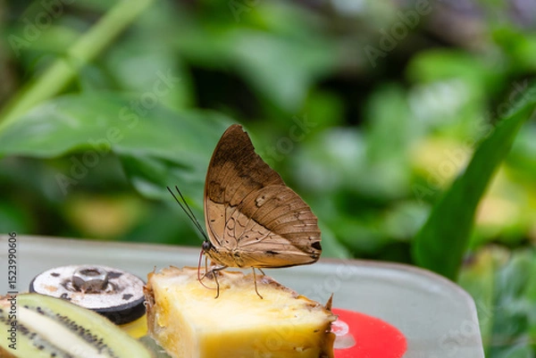 Fototapeta Papilio demoleus rare butterfly found in Asia and Oceania