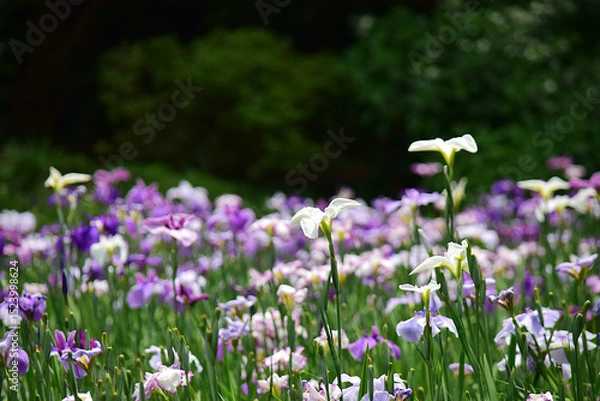 Fototapeta 花菖蒲