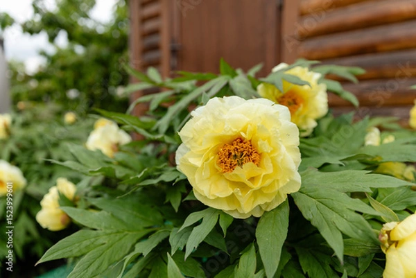 Fototapeta Close-up of blooming yellow peony flower in a garden with lush green foliage. Beautiful spring or early summer floral background with soft natural light.