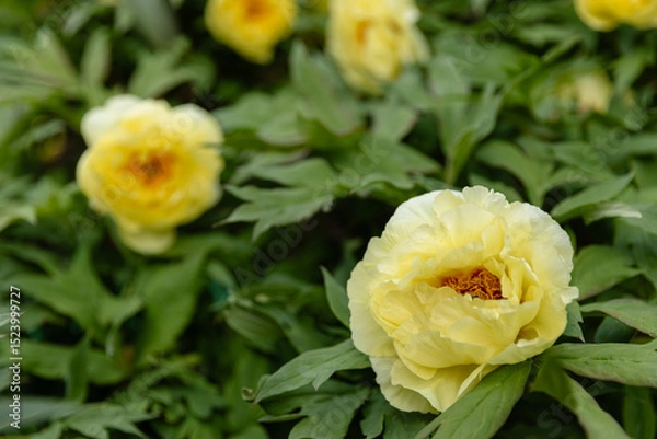 Fototapeta Close-up of blooming yellow peony flower in a garden with lush green foliage. Beautiful spring or early summer floral background with soft natural light.