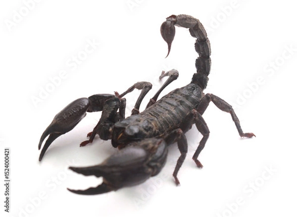 Fototapeta Black Scorpion