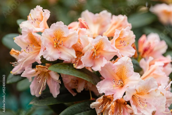 Fototapeta Close-up of blooming pale pink rhododendron flowers in a garden. Soft petals and delicate details make it perfect for botanical, floral, and spring themes.