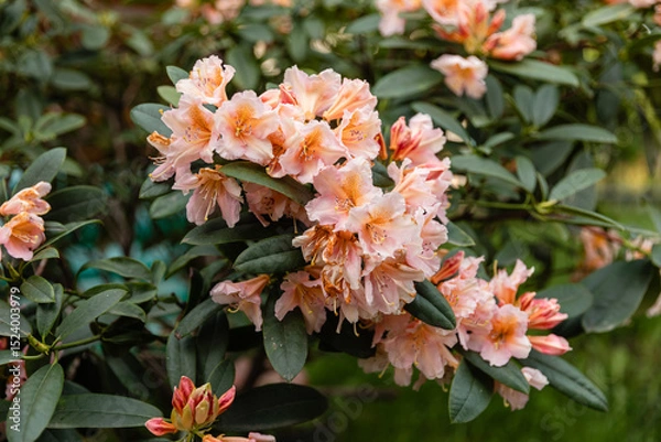 Fototapeta Close-up of blooming pale pink rhododendron flowers in a garden. Soft petals and delicate details make it perfect for botanical, floral, and spring themes.