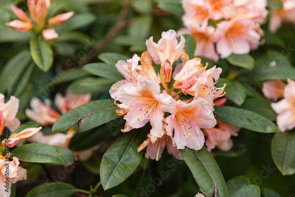 Fototapeta Close-up of blooming pale pink rhododendron flowers in a garden. Soft petals and delicate details make it perfect for botanical, floral, and spring themes.
