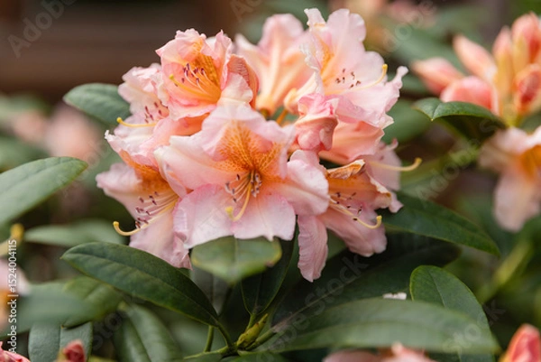 Fototapeta Close-up of blooming pale pink rhododendron flowers in a garden. Soft petals and delicate details make it perfect for botanical, floral, and spring themes.