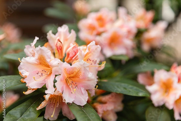 Fototapeta Close-up of blooming pale pink rhododendron flowers in a garden. Soft petals and delicate details make it perfect for botanical, floral, and spring themes.