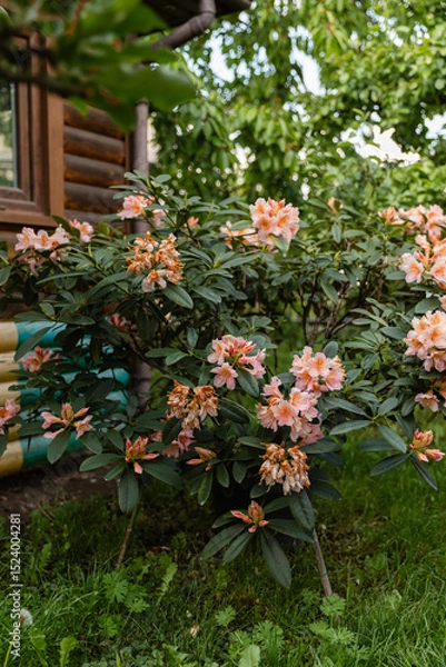 Fototapeta Soft peach rhododendron blooming in a garden near a wooden house. Natural outdoor floral scene with lush greenery and rustic charm, perfect for spring or countryside themes.
